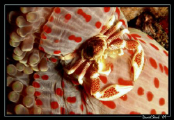 Porceleine crab and his host anemone :-) great FUN by Daniel Strub 